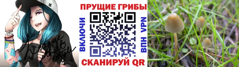 Псилоцибиновые грибы прущие грибы  где купить наркотик  Калязин 
